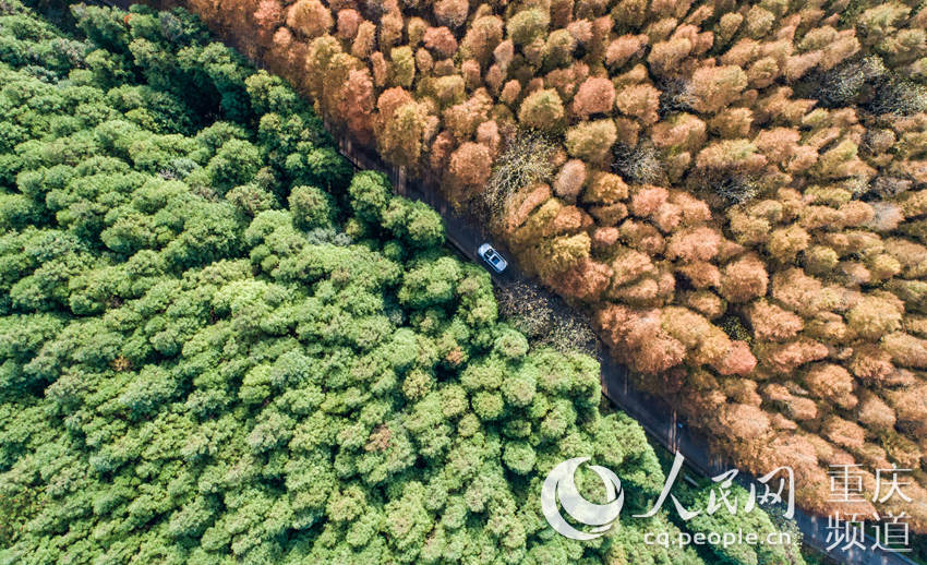 LOCAL201911201328000149137116318 (1).jpg LOCAL201911201328000149137116318 (1).jpg