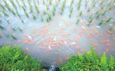 青田.jpg 青田.jpg