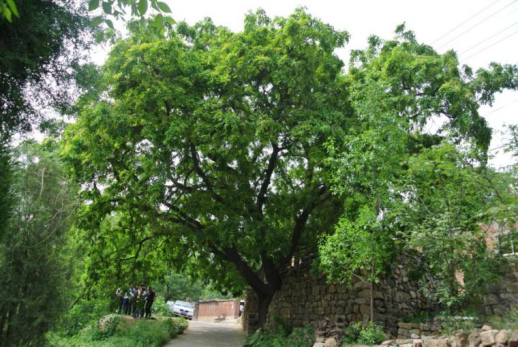 每当.png 每当.png