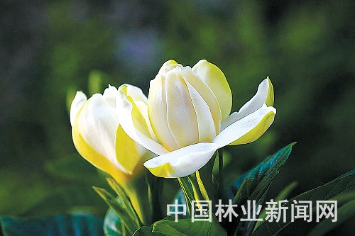 栀子.jpg 栀子.jpg