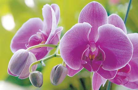 蝴蝶兰.jpg 蝴蝶兰.jpg