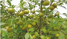 1油茶的200 (4).jpg