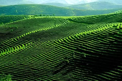 云南普洱.jpg 云南普洱.jpg