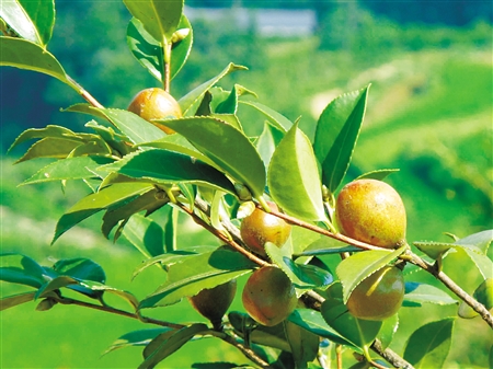 1油茶的.jpg 1油茶的.jpg