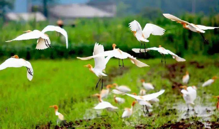 万物和谐.jpg 万物和谐.jpg