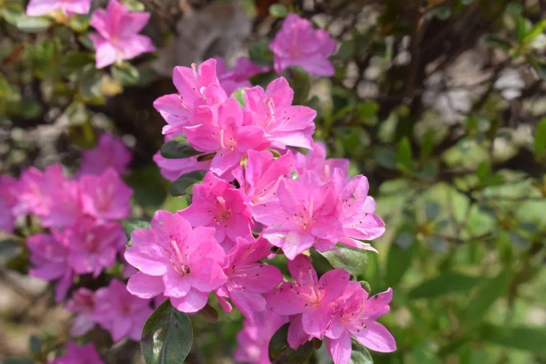 杜鹃.jpg 杜鹃.jpg