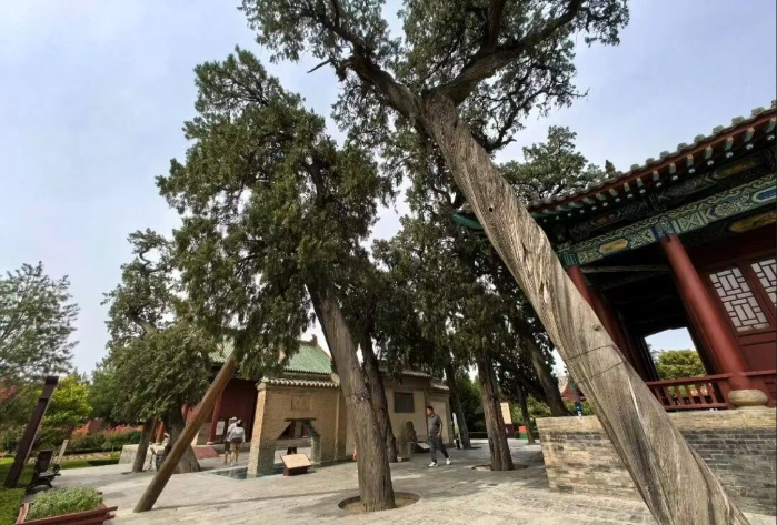 1759219469212598.png 山西运城解州关帝庙内的古树.png