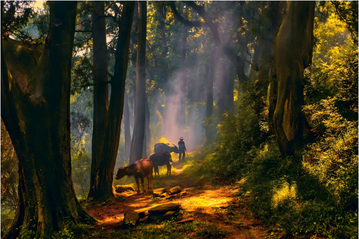 1759219490270535.png 四川翠云廊.png