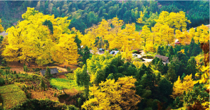 1759219544724944.png 湖南双牌桐子坳古银杏群.png