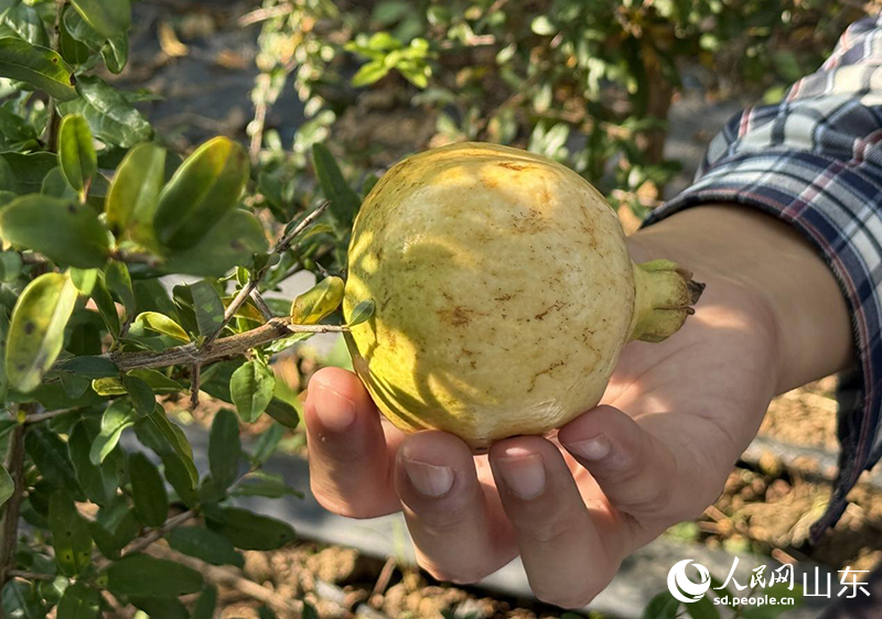 1760347810520565.jpg “太空石榴”结出的果实。.jpg