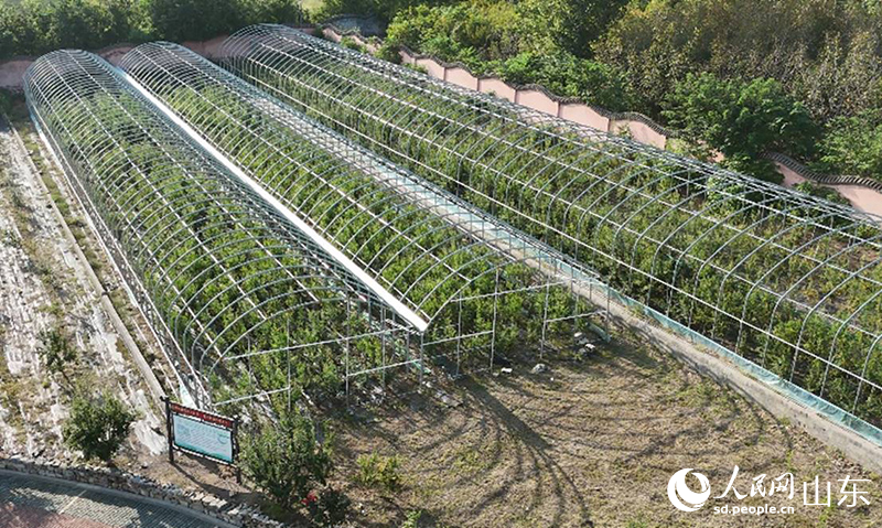 1760347854804938.jpg 定植到露天环境的“太空石榴.jpg