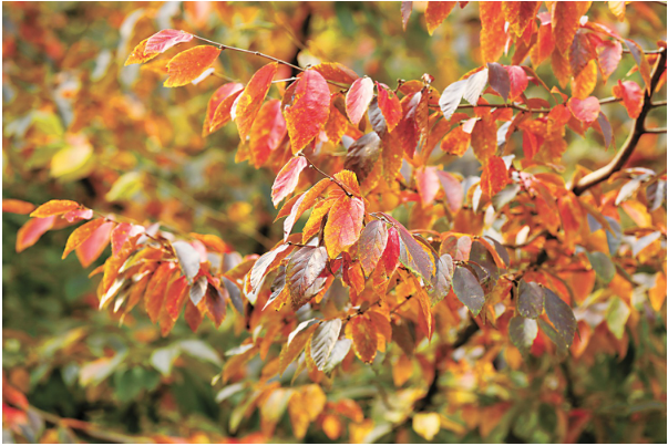 1760599261852463.png 银缕梅秋季红叶.png