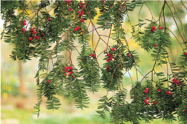 1760599296228908.png 南方红豆杉.png