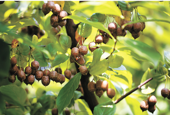 1760599319736067.png 秤锤树果实.png