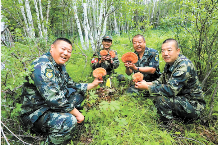 1760599654441680.png 依西林场野生灵芝丰收.png