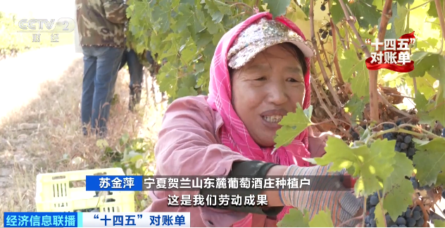 1760684924118262.png 宁夏贺兰山东麓葡萄酒庄种植户 苏金萍:.png