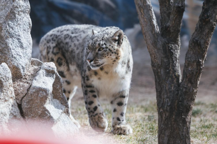 1761209830259530.png 2025年4月1日,中国现存最年长的人工繁育雪豹.png