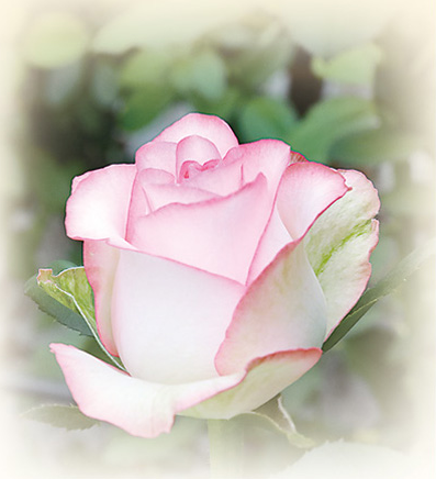 1761819356802103.png 沈阳市辽中区种植的2.png