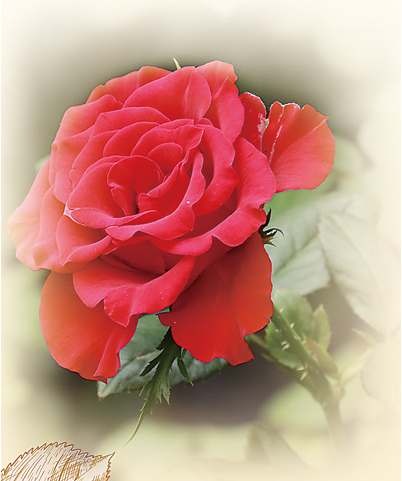 1761819412916903.png 高原红玫瑰。.png