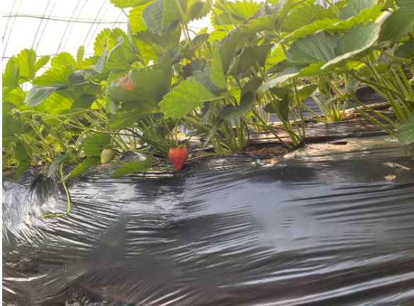 1762237436182898.png 图为河北涞源高地.png