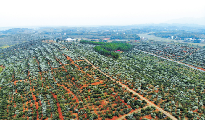 1762329523886172.png 油茶种植基地.png