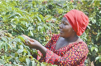 1762923198407757.png 乌干达农户采摘咖啡果实。2.png