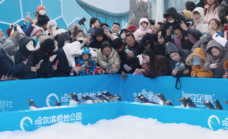 1763448365322041.jpeg 哈尔滨极地公园“淘学企.jpeg
