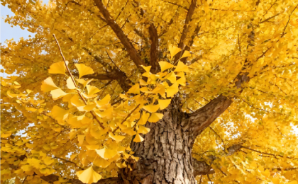 银杏为何被称为“活化石”？  