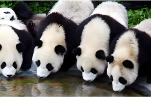 大熊猫圈养种群数量达808只  