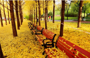 北京的落叶怎么用？  