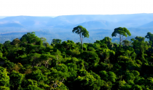 全球变暖，亚马孙雨林会进入“超级热带时代”吗  