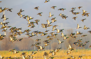 山西划定40处重点候鸟迁徙通道  