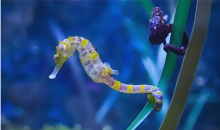 中国交存《海洋生物多样性协定》批准书 