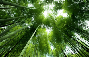 重庆忠县“以竹代塑”，串起三重共赢的绿色产业