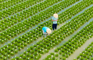 种业有了智慧“中国芯”    