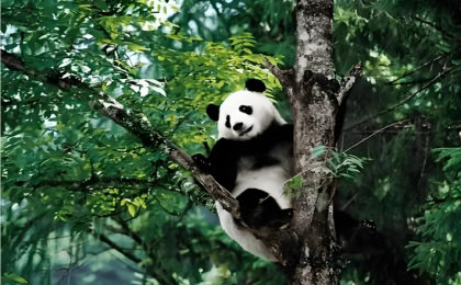 野生大熊猫为啥爱“遛弯”？答案就在长江上游这片山林里 