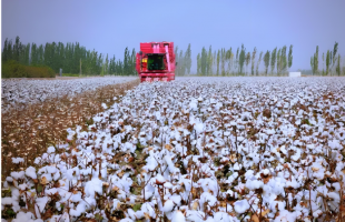 从新疆沙雅棉田看产业智能化    