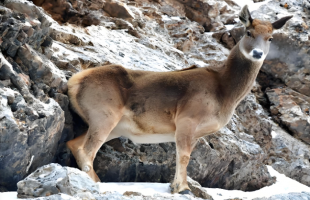 冰河救援“为鹿出警”为何牵动人心？ 