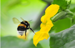 多学科证据破译熊蜂觅食分工机制