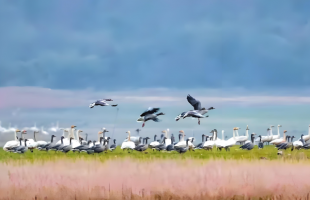 迁徙候鸟“隐形陷阱”？艺术创作绝不能触碰生态底线  