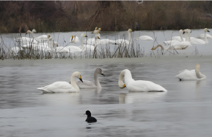 守护那股生生不息的韧劲   