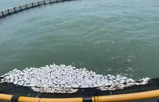 针对环渤海地区这些问题，最高检直接立案！  