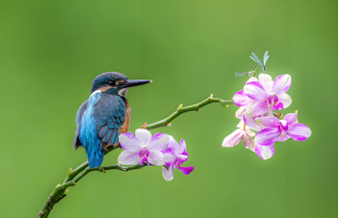 云南大理：鸟语花香 氛围感扑面而来