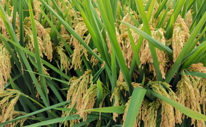 “粮食安全这根弦必须始终绷紧”    