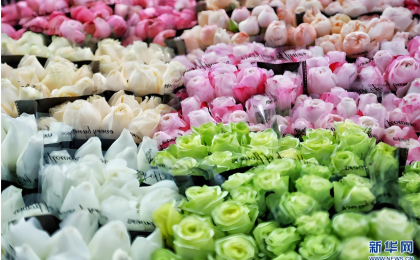 春花“赶春”有新招    