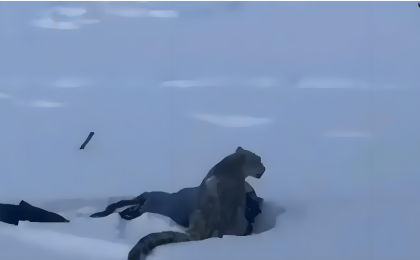 游客被野生动物咬伤，责任谁担？  