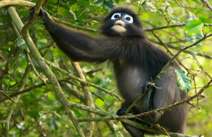 我科研团队揭示亚洲叶猴物种表型演化之谜  