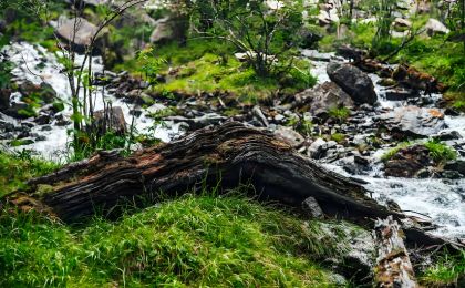 我国野生动植物栖息地质量向好  