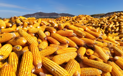 全国秋粮累计收购超3亿吨  