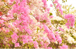 春日浪漫！云南巧家三角梅“花瀑”惊艳绽放  